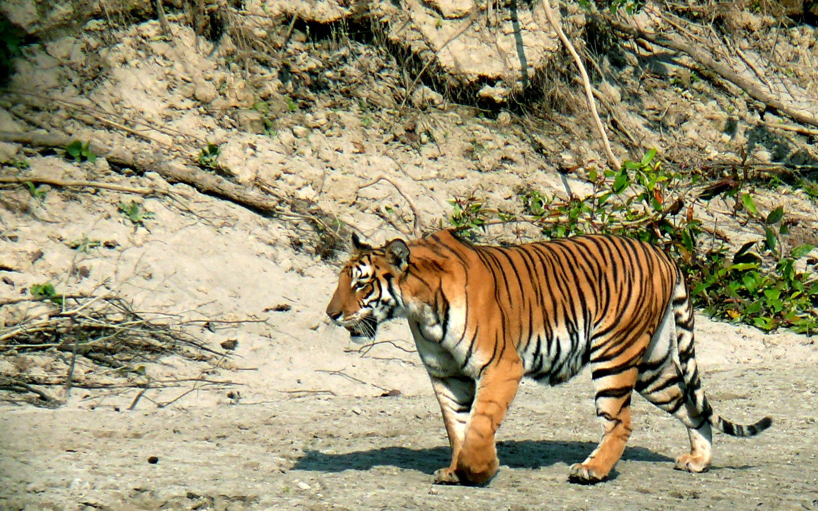 Bardia National Park tour: Itinerary, Highlights, things to do - Travel ...